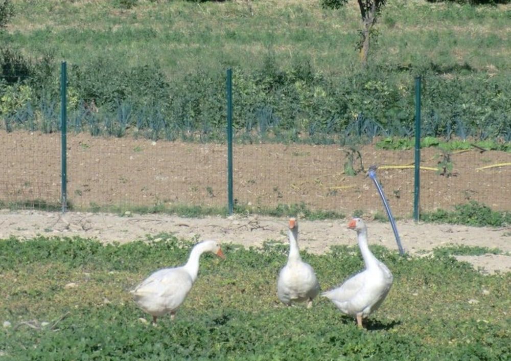 AGRITURISMO ANGELUCCI